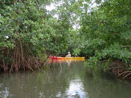 Kayak dans la mangrove avec Yalode