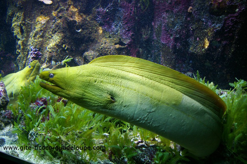 L’aquarium du Gosier L’aquarium du Gosier